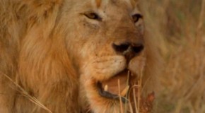 Documentaire en Afrique Serengeti – HD 1080p