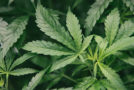 Investir dans le cannabis mondialement! WEED
